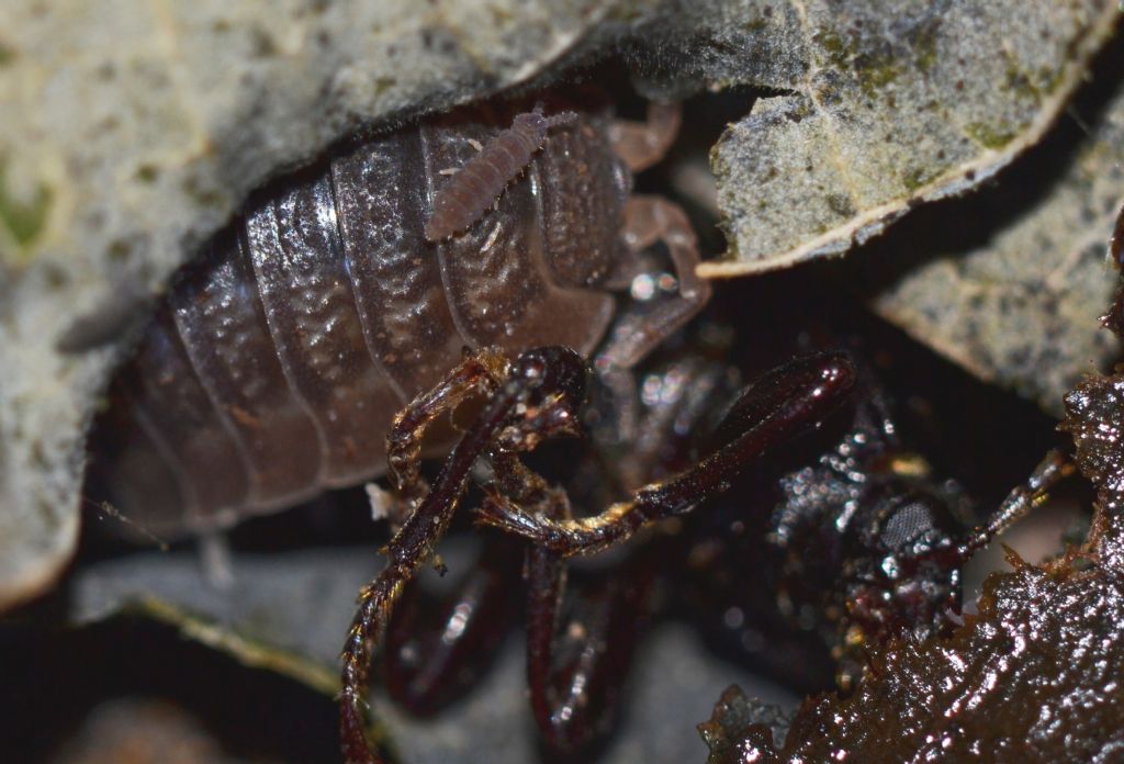 Oniscus - Porcellio ? (153)